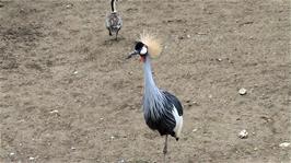 A Grey Crowned Crane at Newquay Zoo